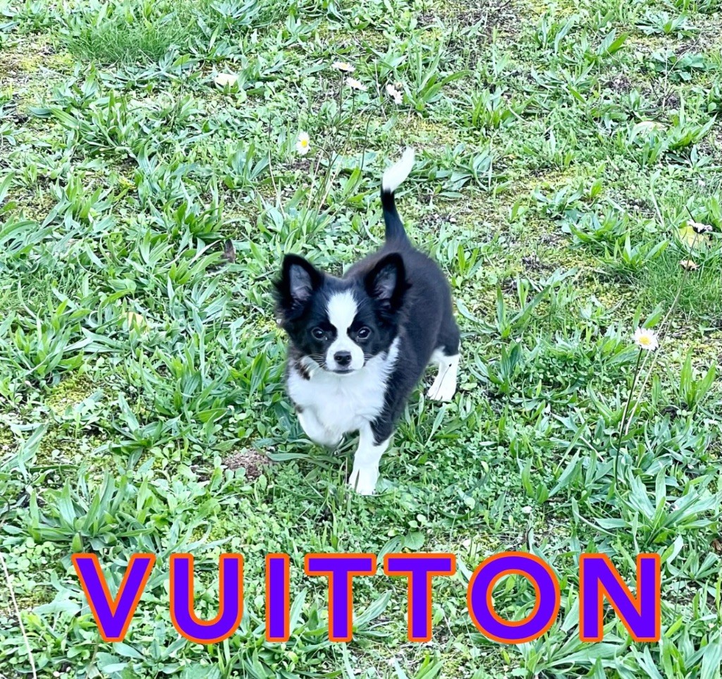 du Vallon de Beaumont - Chiot disponible  - Chihuahua