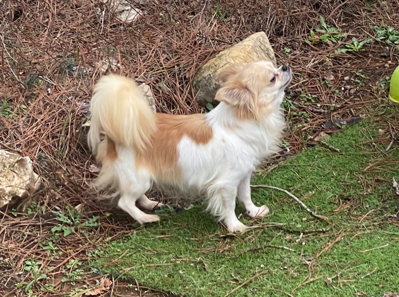 Rachel du Vallon de Beaumont