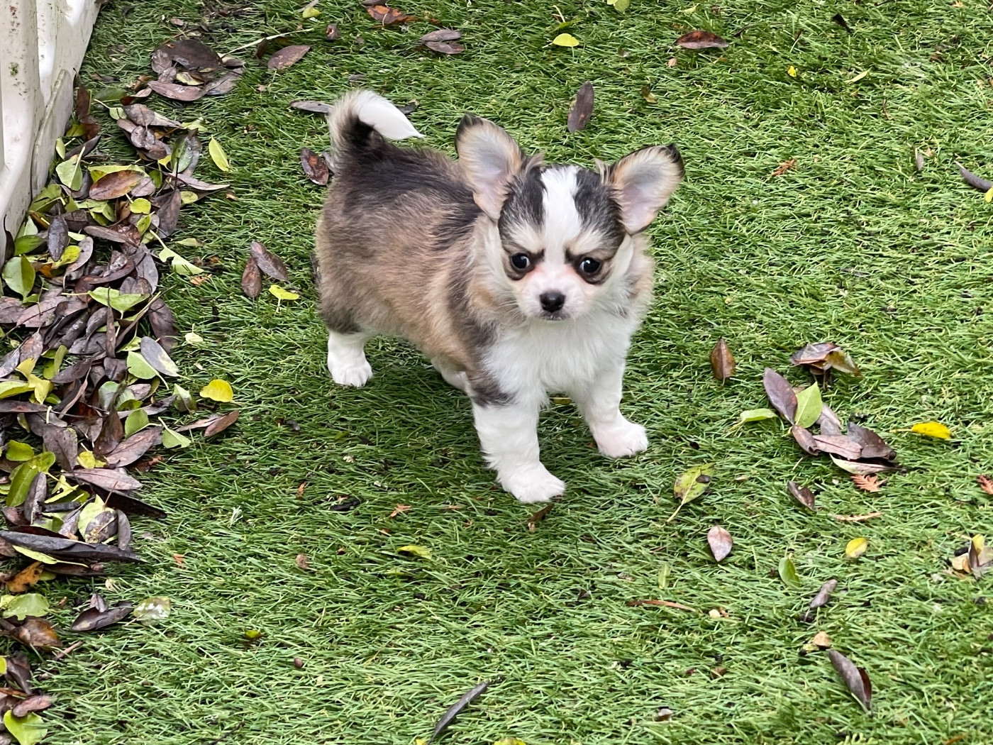 du Vallon de Beaumont - Chiots disponibles - Chihuahua