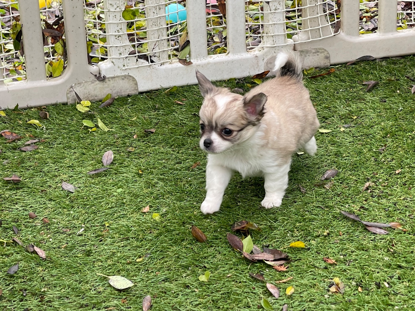 du Vallon de Beaumont - Chiots disponibles - Chihuahua