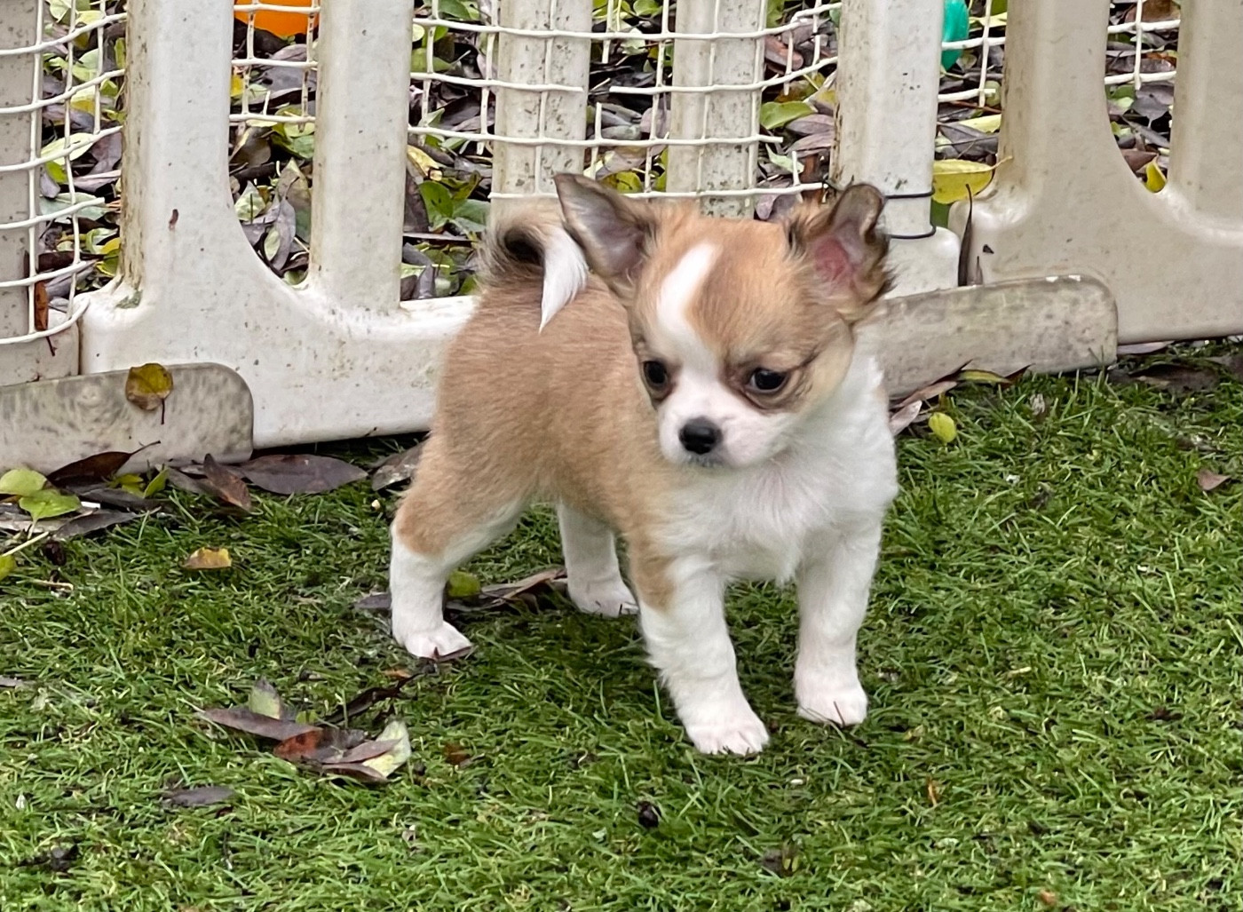 du Vallon de Beaumont - Chiots disponibles - Chihuahua