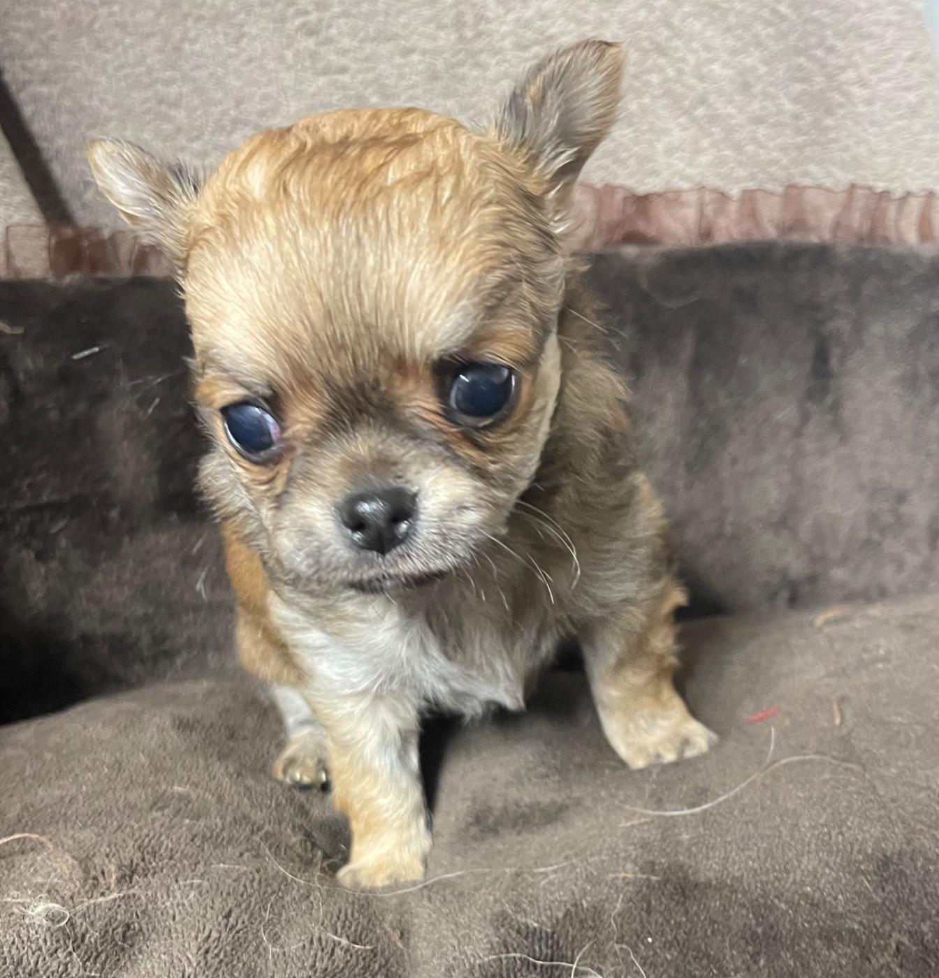 du Vallon de Beaumont - Chiots disponibles - Chihuahua