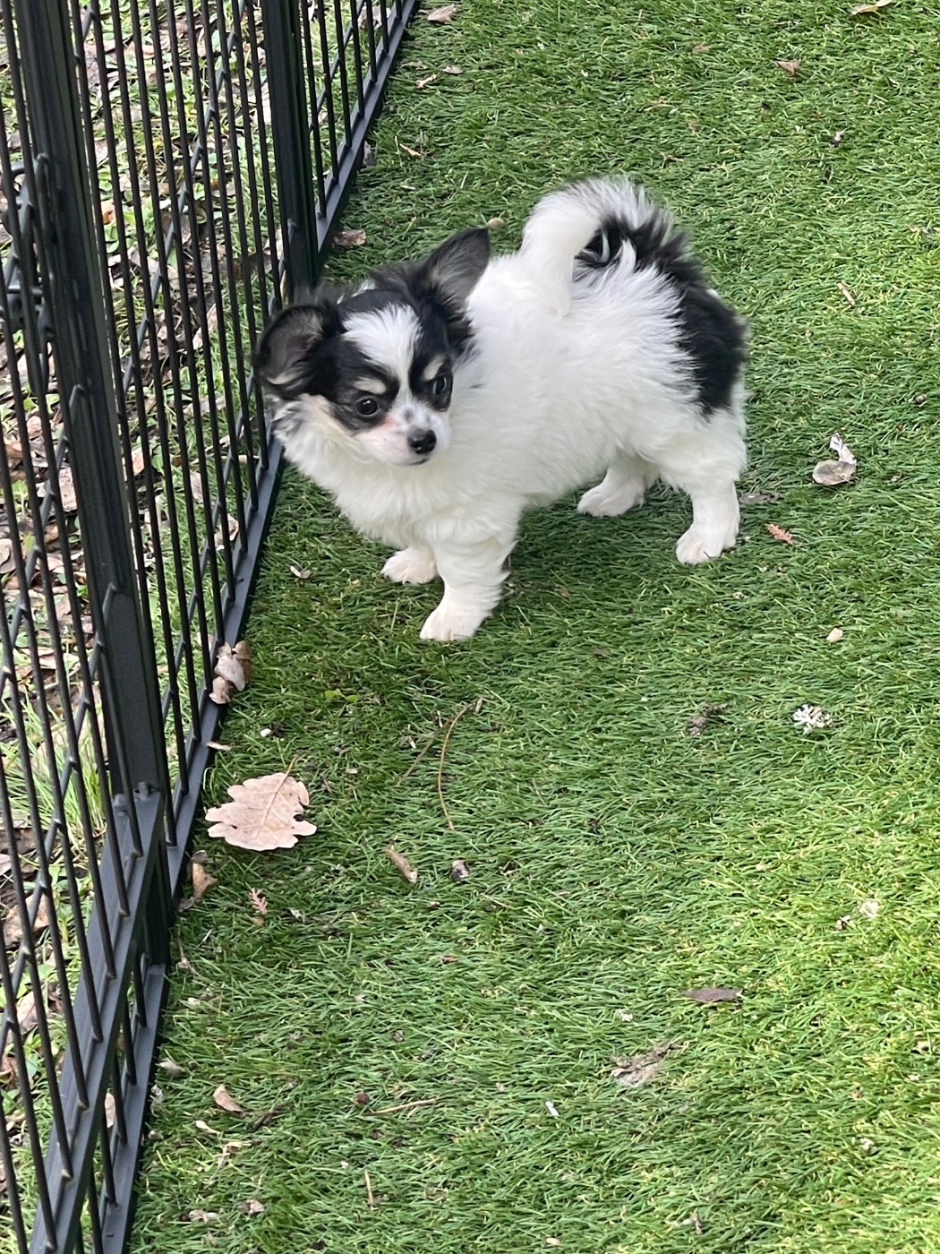 du Vallon de Beaumont - Chiots disponibles - Chihuahua