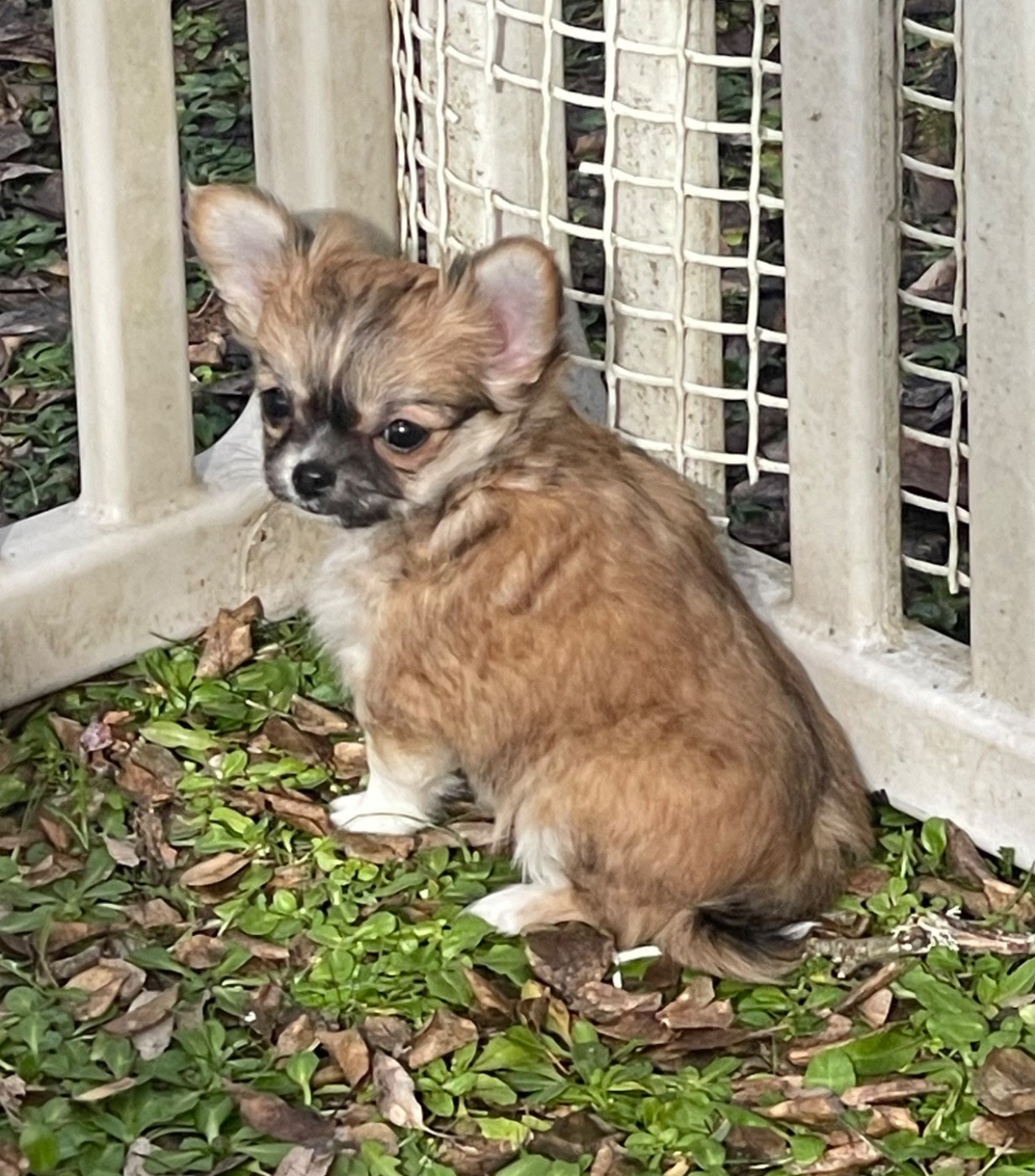 du Vallon de Beaumont - Chiots disponibles - Chihuahua