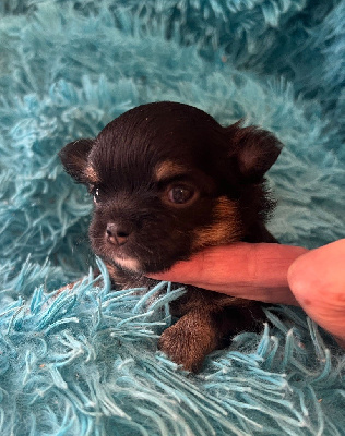 CHIOT 3